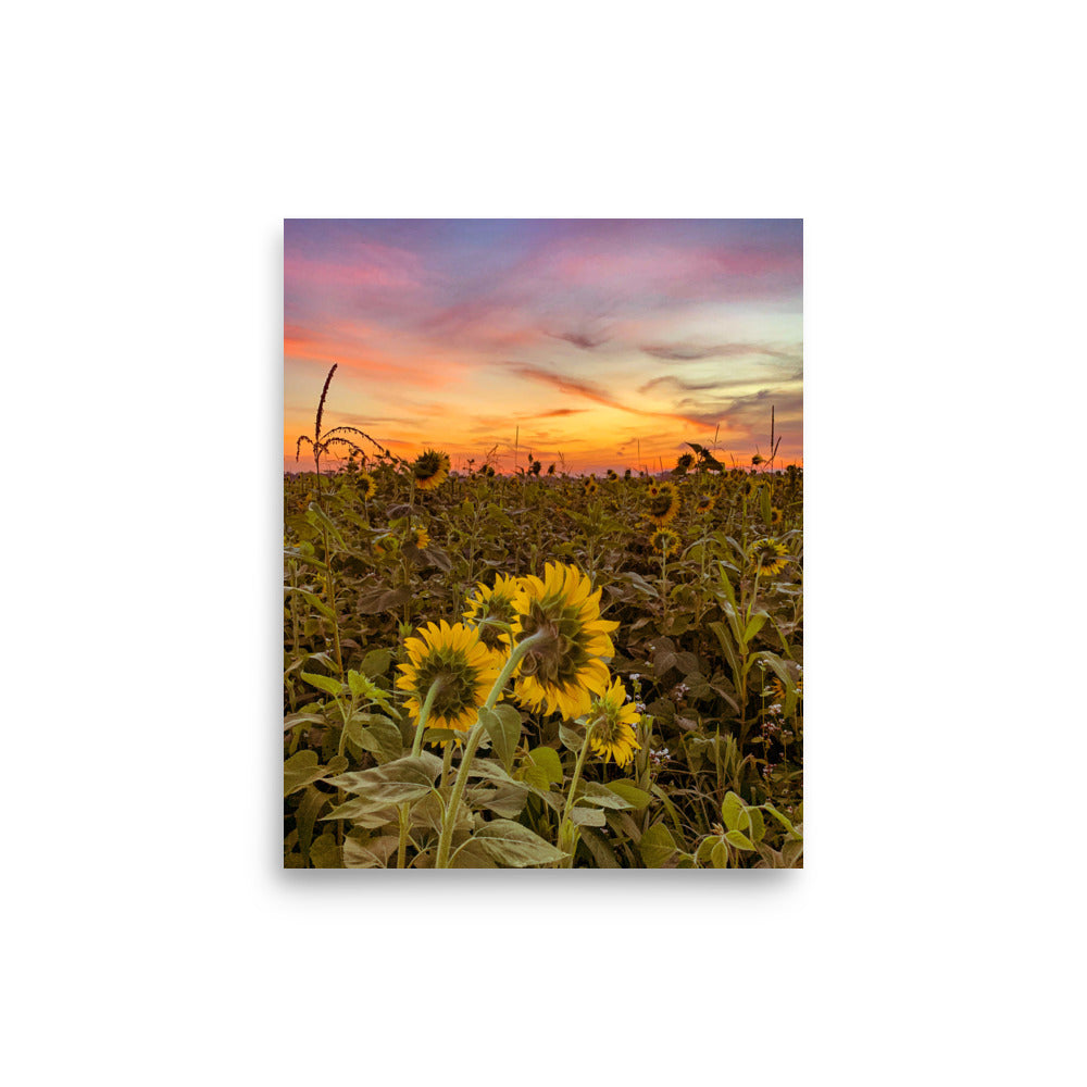 A Cover Crop Sunrise Print